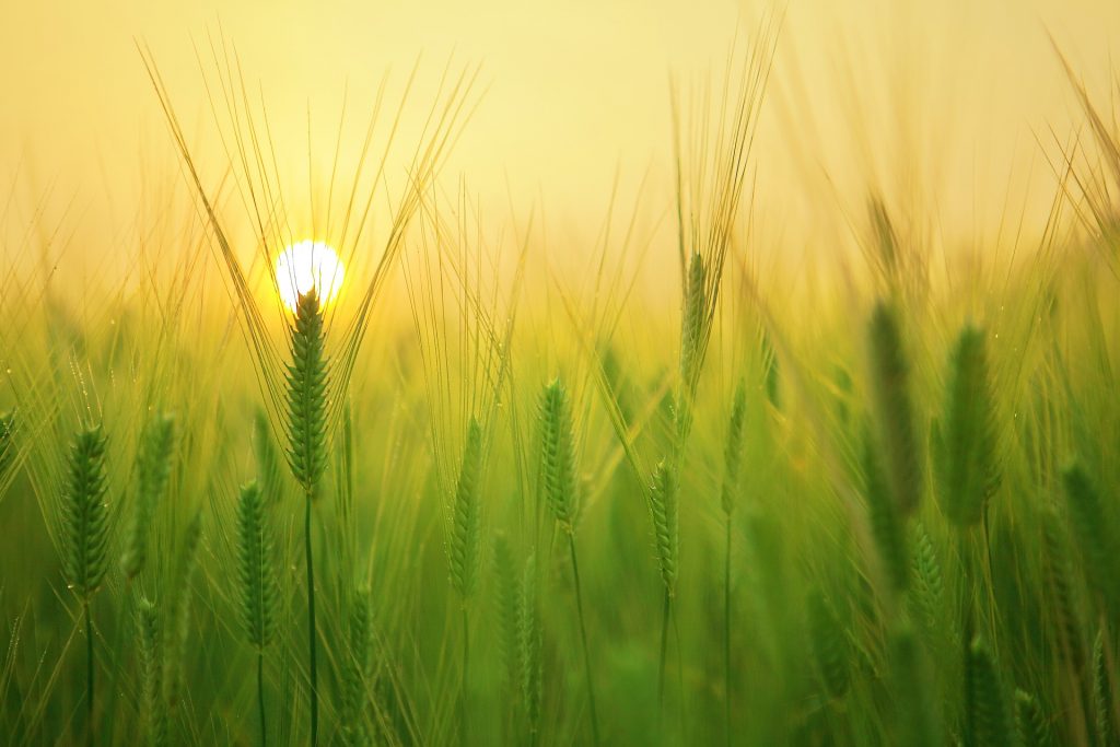 Barley field